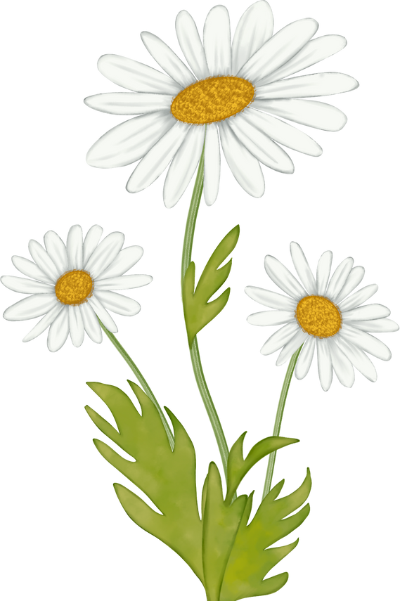 Triple Daisy Flowers